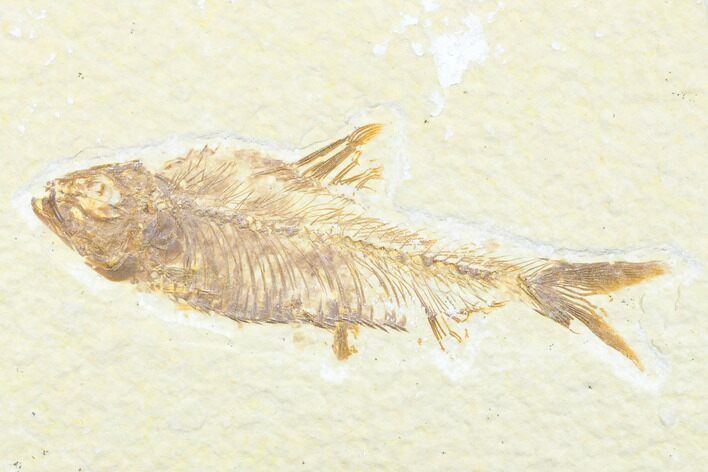 Detailed Fossil Fish (Knightia) - Wyoming #176330